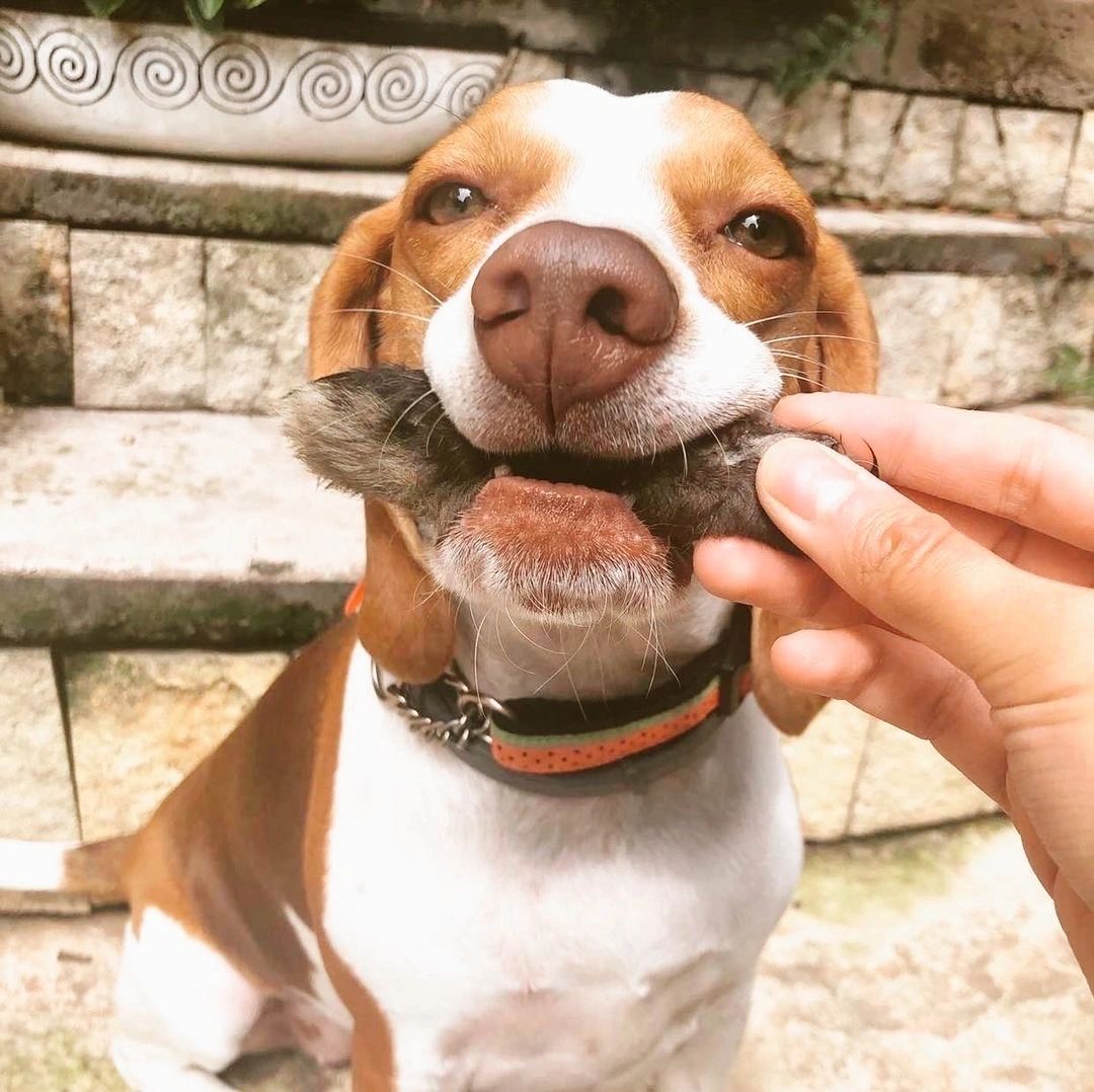 Patitas de Conejo (4pz)